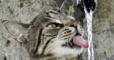 fontaine à eau pour chat