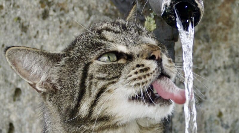 fontaine à eau pour chat