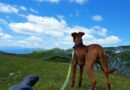 longe pour chien