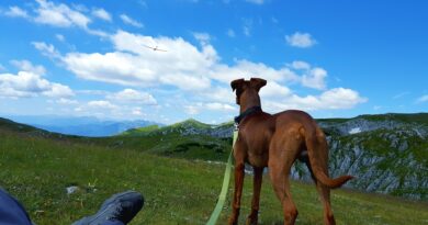 longe pour chien