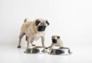Chien allergique, comment le nourrir ?