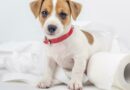 propreté d'un chiot