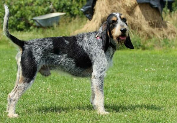 santé Griffon bleu de Gascogne