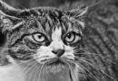 chat agressif