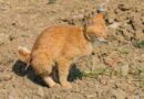 chat constipé