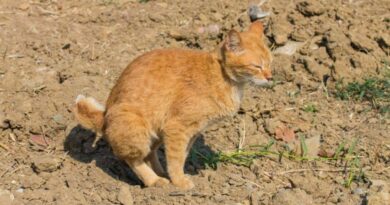 chat constipé