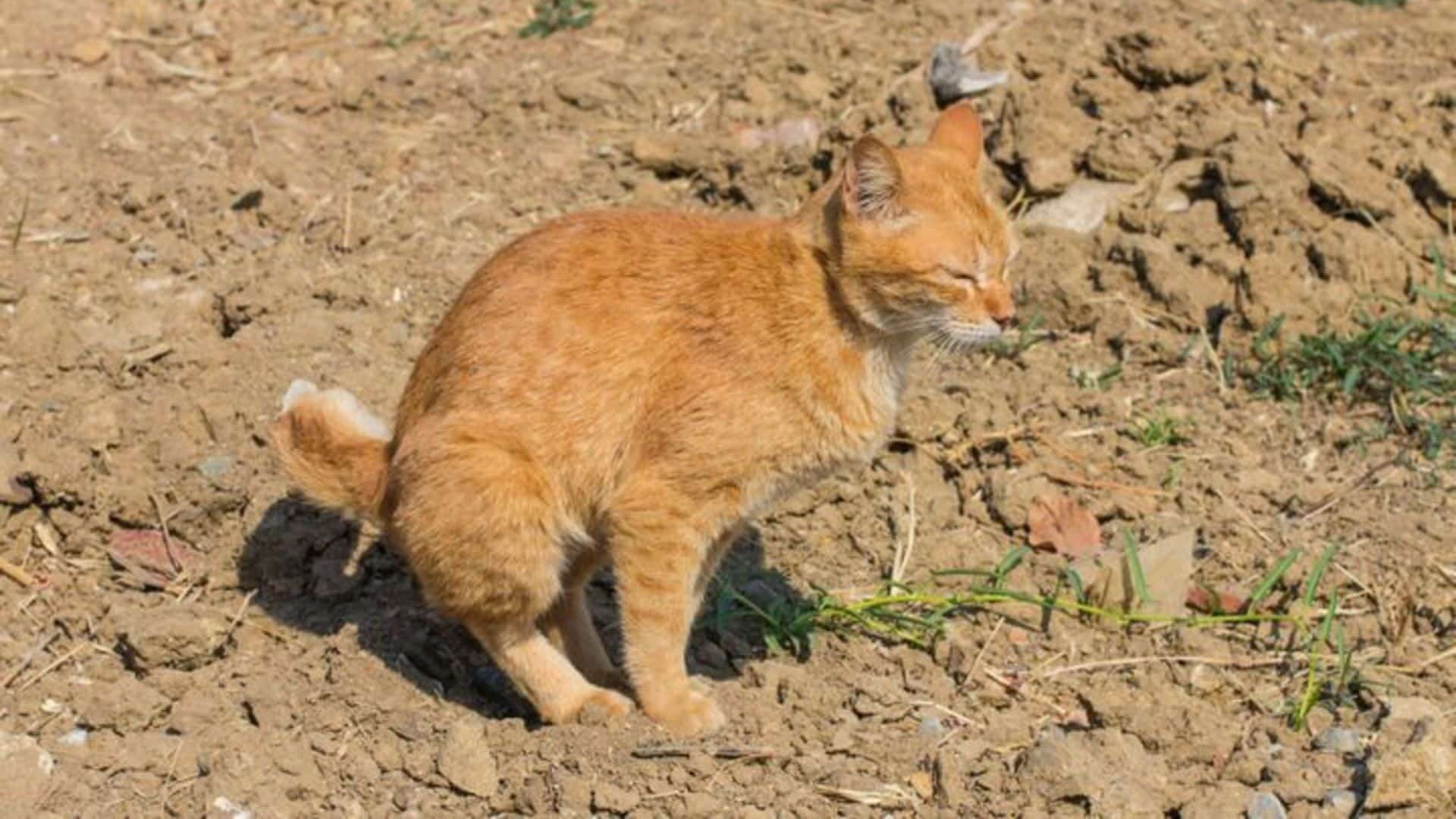 Constipation Chat Symptomes Causes Traitements Adorables Betes Toutes Les Informations Sur Vos Animaux Preferes