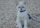 chat en laisse
