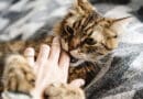 chat qui mordielle