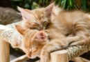 chat ronronne