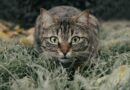 chat stressé