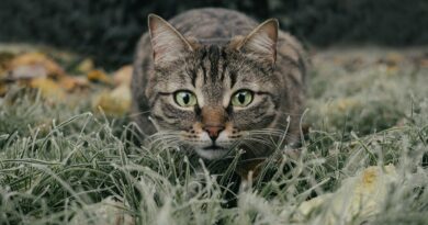 chat stressé