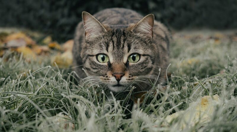 chat stressé