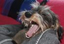 chien agressif