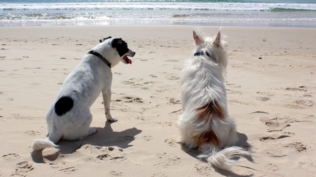 chien durant les vacances d'été