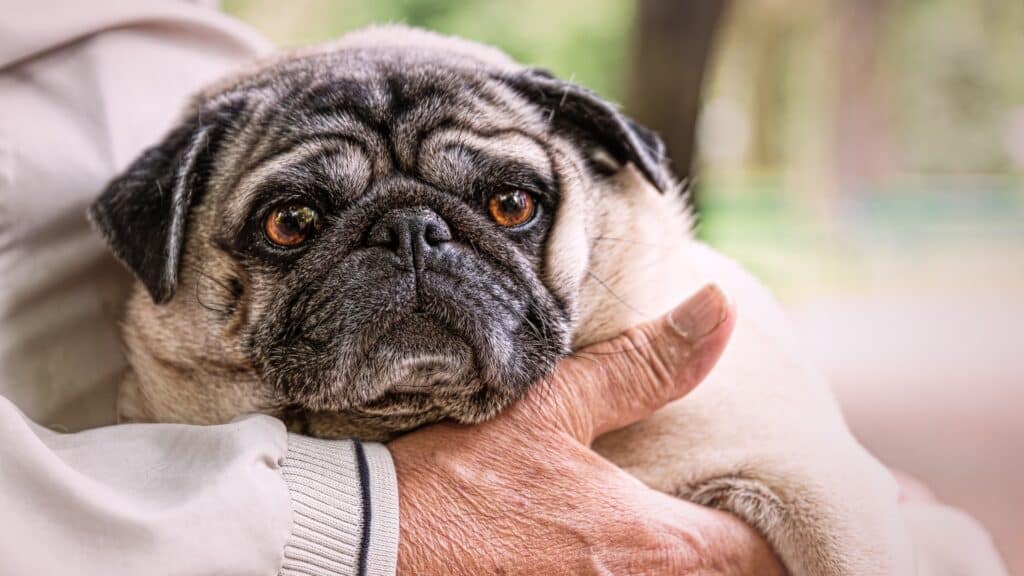 comment donner un chien