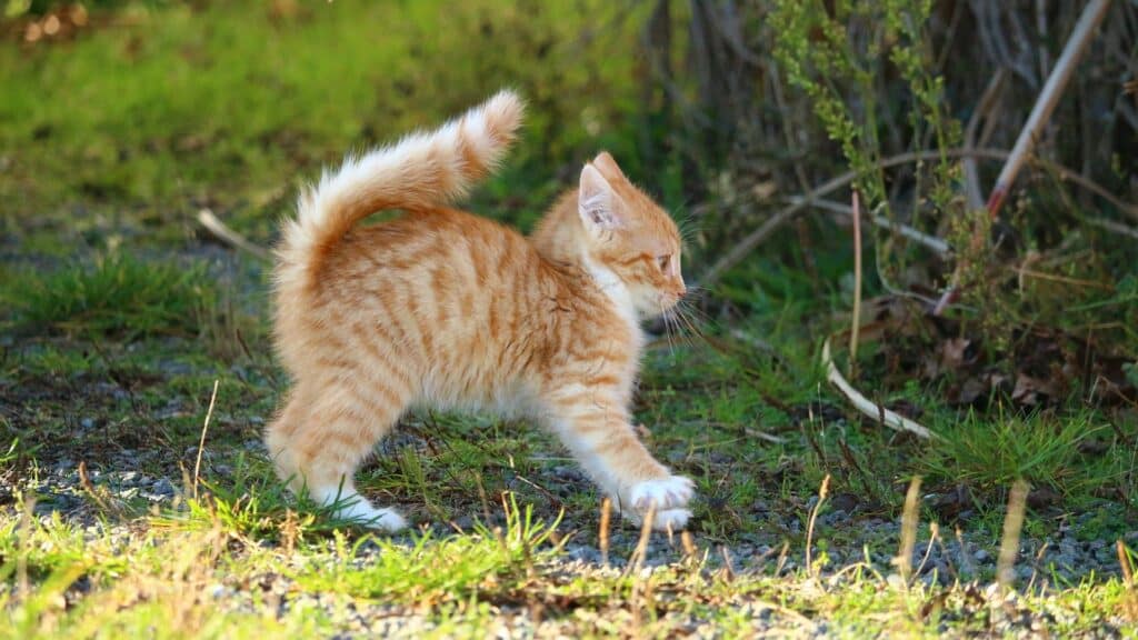 comment éduquer un chaton