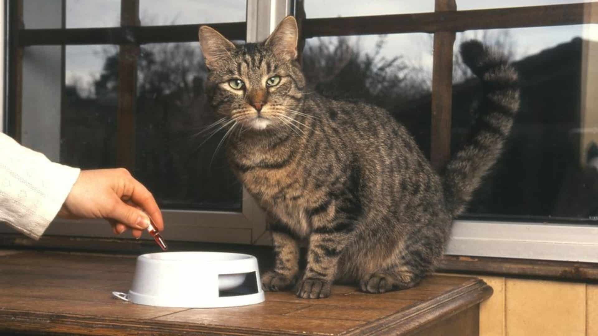 Vermifuge chat pourquoi, quand et comment procéder