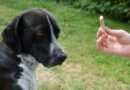 éducateur canin
