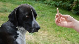 éducateur canin