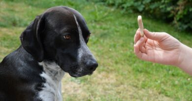 éducateur canin