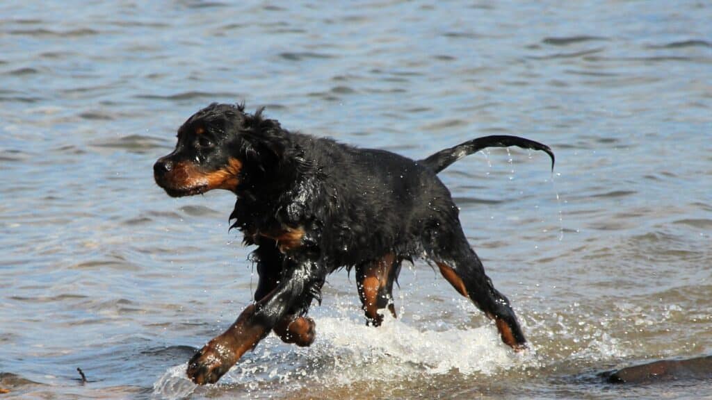 éduquer un setter gordon