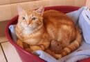 élever un chat dans un appartement