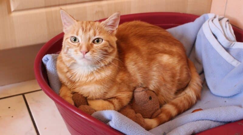 élever un chat dans un appartement