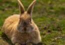 gestation du lapin