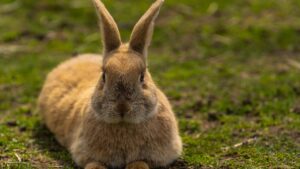 gestation du lapin