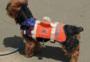 gilet de sauvetage chien