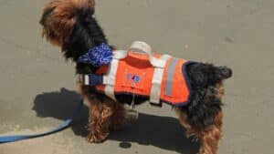 gilet de sauvetage chien