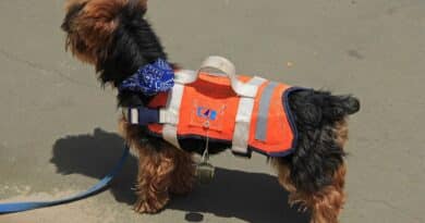 gilet de sauvetage chien