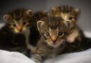 éduquer un chaton