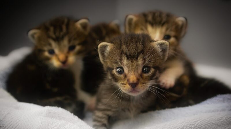 éduquer un chaton