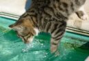 mouiller un chat