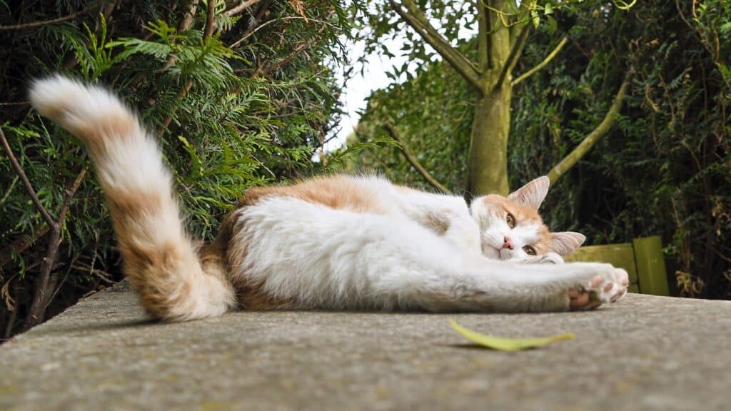 mouvement de la queue du chat