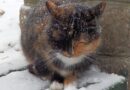 Chat qui tremble : pourquoi ? Comment le traiter ?