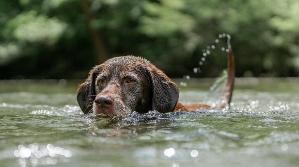 pourquoi gilet de sauvetage chien