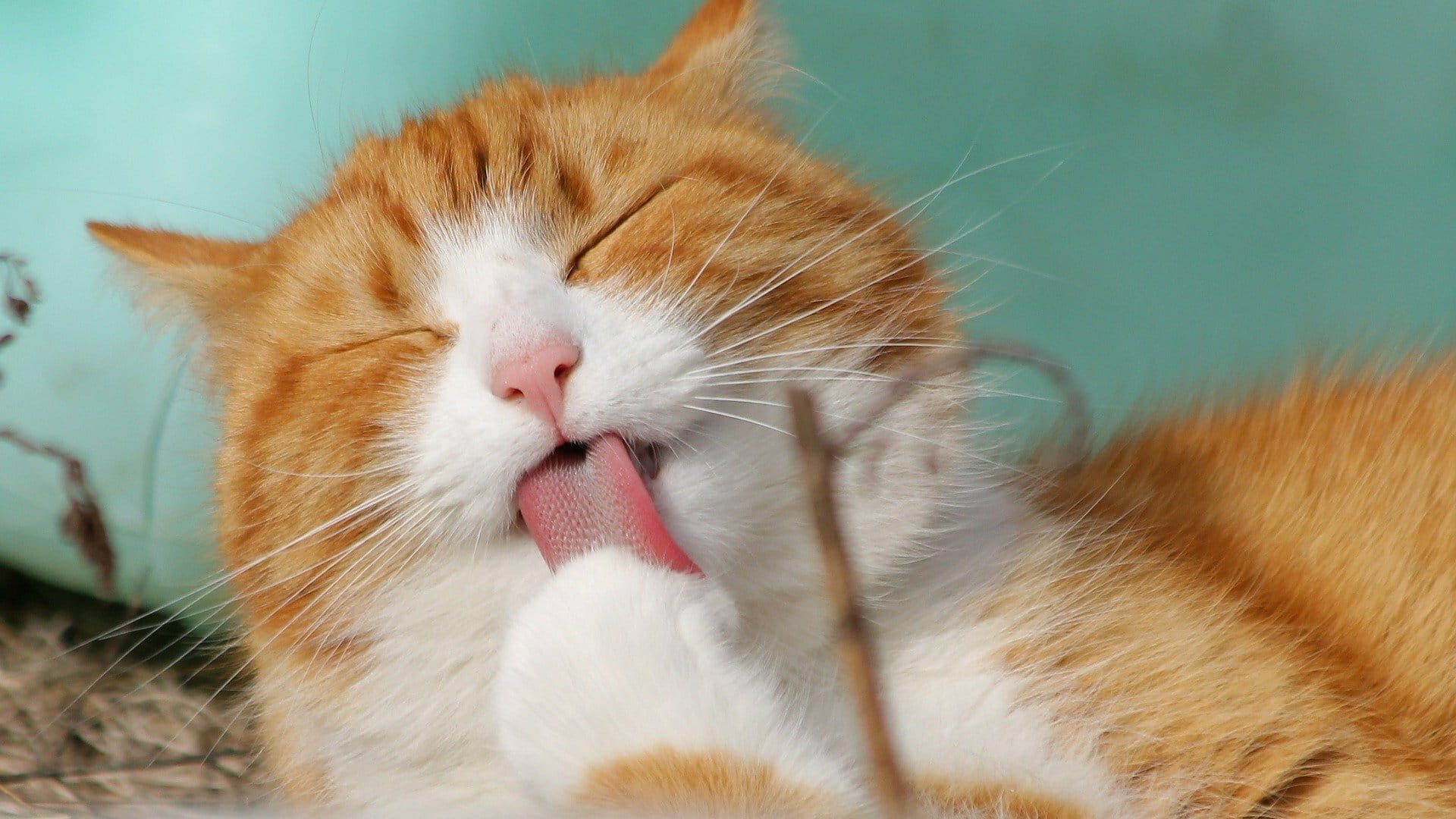 Pourquoi un chat ronronne explications