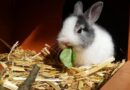 que mange lapin nain