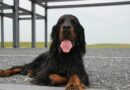 setter gordon