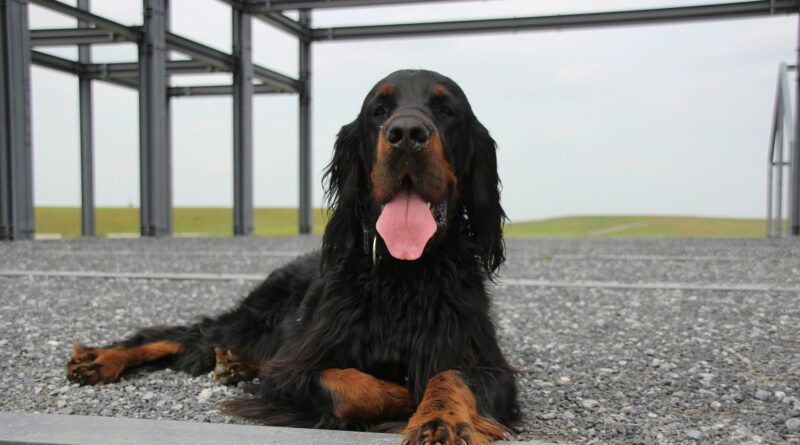 setter gordon