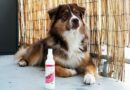 shampoing chien sec