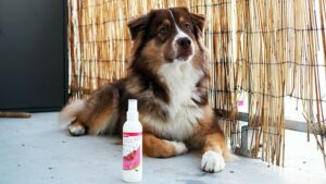 shampoing chien sec