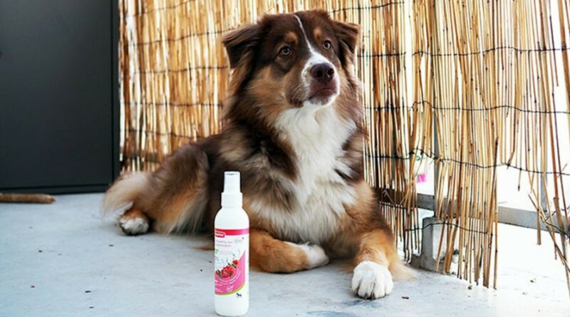 shampoing chien sec