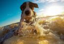 Chien durant les vacances d’été : comment le préparer ?