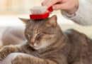 toilettage du chat