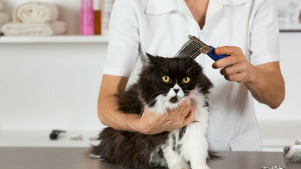 toiletteur pour chat