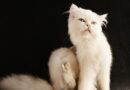 traiter gale du chat